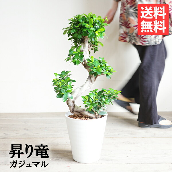 楽天市場】昇り龍樹形 ガジュマル 幸せを呼ぶ多幸の木 白セラアート