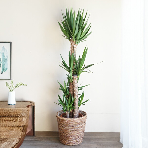 楽天市場】観葉植物 大型 ユッカ エレファンティペス 10号 法人様送料