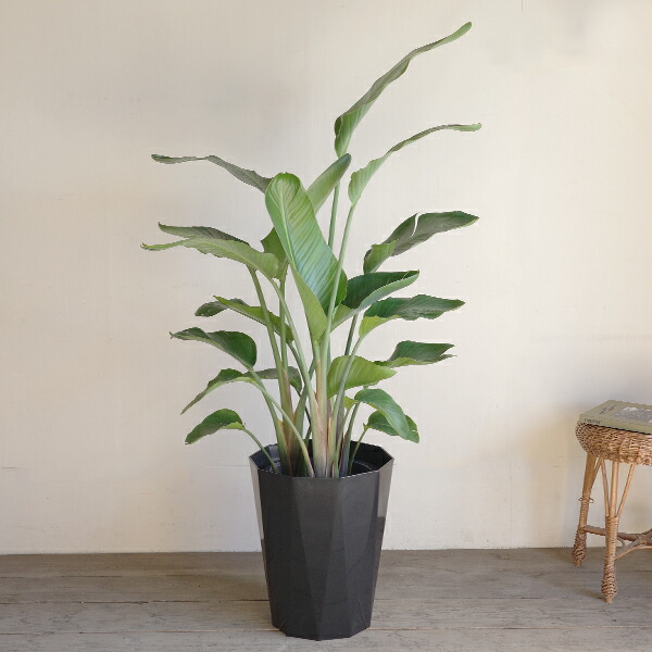 楽天市場】観葉植物 大型 オーガスタ ストレリチア 大鉢 10号 法人様