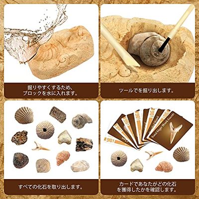 楽天市場】XXTOYS 化石発掘キット 化石標本 化石 発掘 キット 天然化石
