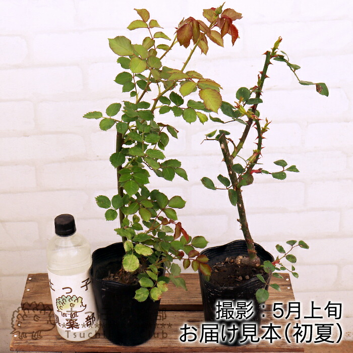 同梱で2鉢目〜¥1000お値引き】品種不明／バラ芽接ぎ苗／中苗／5号