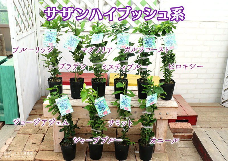 ブルーベリー苗 3.5号ポット50本セット ブルーベリー苗 3.5号ポット50