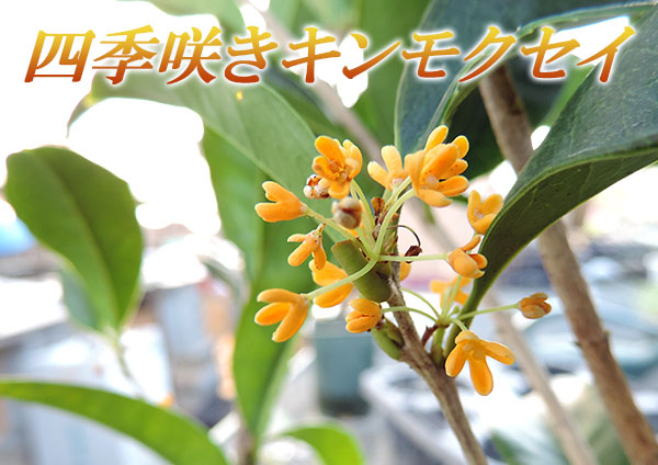 楽天市場】四季咲き金木犀 （ キンモクセイ ） 10.5cmポット苗 【 2個