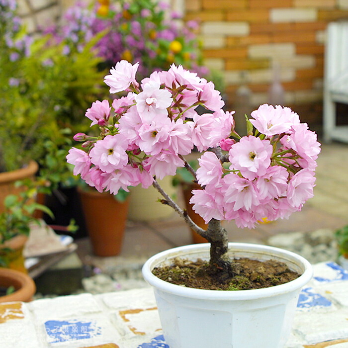 楽天市場】桜盆栽 一才桜 『 旭山 （ あさひやま ）』 4号鉢植え 盆栽