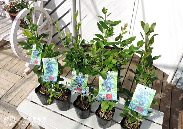 楽天市場】ブルーベリー 『 サザンハイブッシュ系 』 （ 2年生 ） 3.5