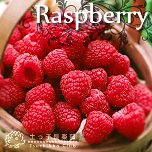 楽天市場】ラズベリー （ インディアンサマー 2季なり性 ） 9cmポット