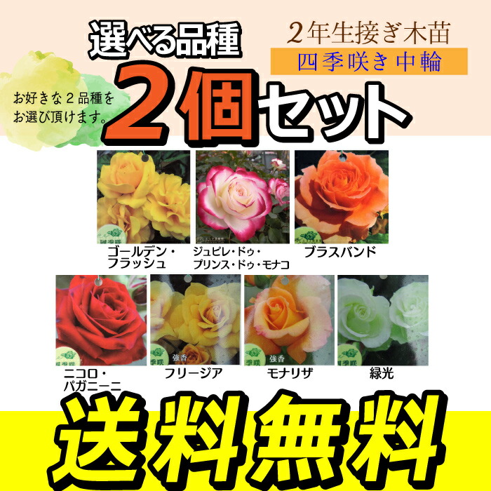 楽天市場】薔薇 苗 四季咲き中輪B 2年生 接ぎ木苗 【 2個セット