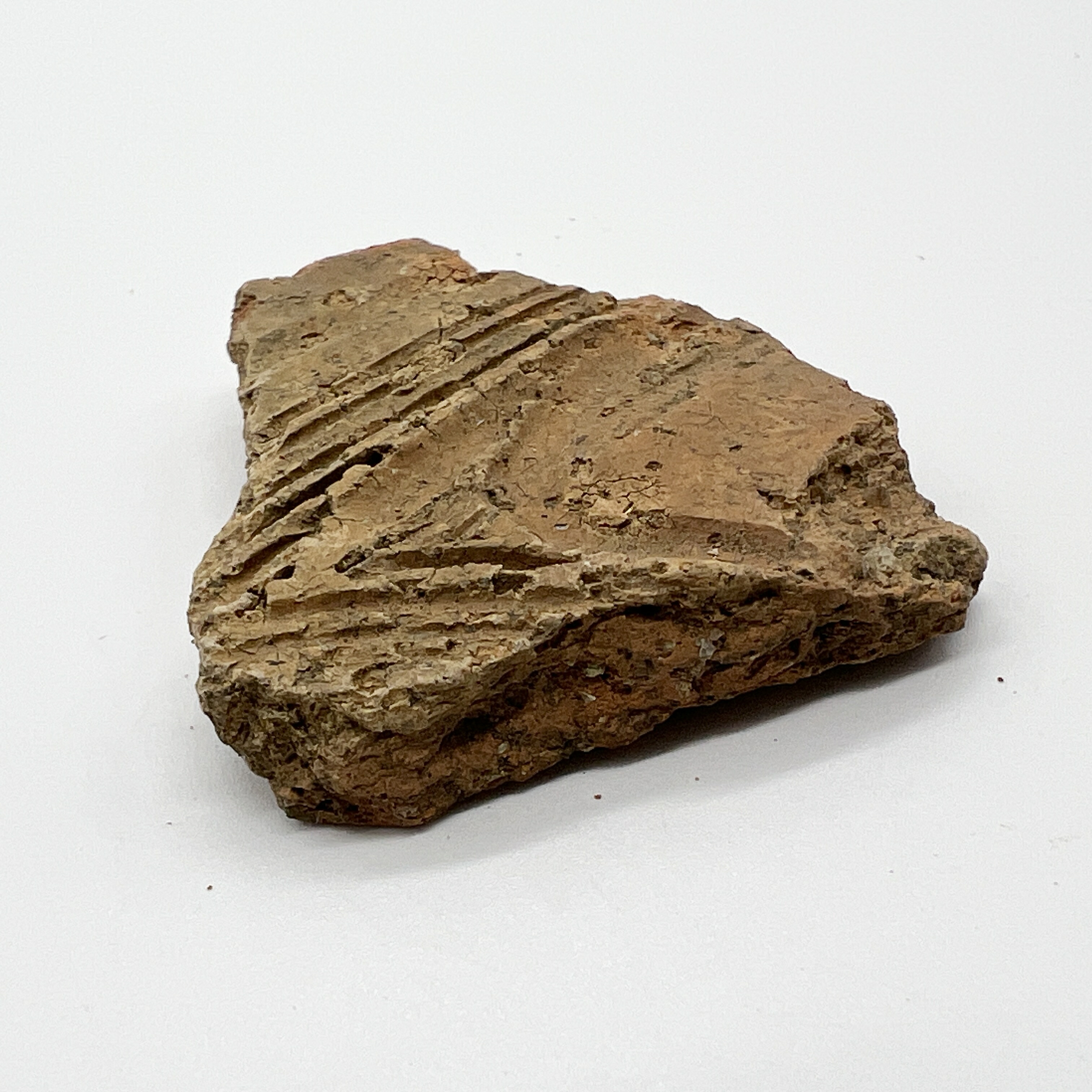 楽天市場】【送料無料】つくしサイエンス 縄文土器 破片 本物 青森産