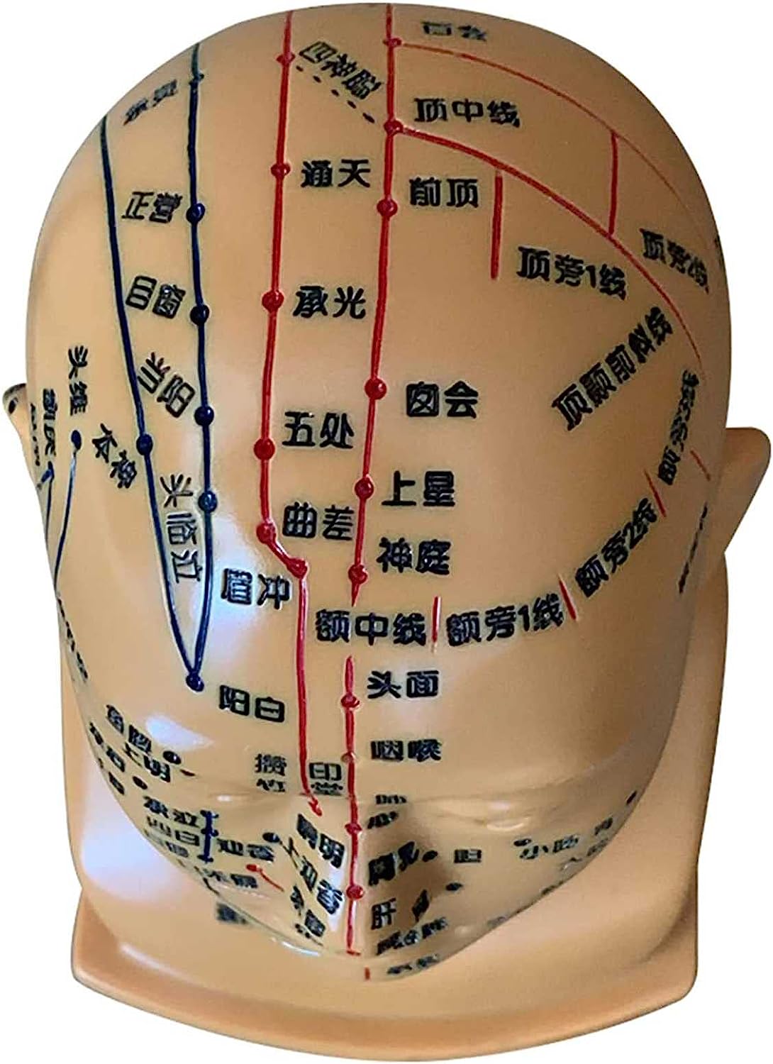 楽天市場】頭部鍼灸模型 20cm (中国語) 鍼灸経穴模型 人体模型 人体