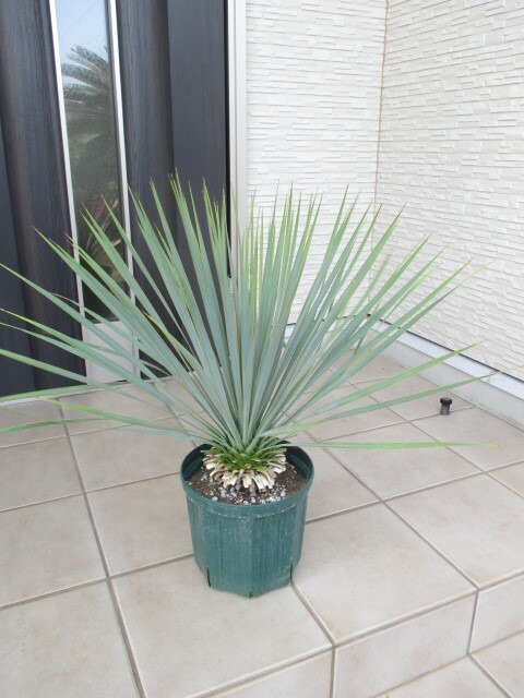 楽天市場】ユッカ ロストラータ（小株） : 打出農園