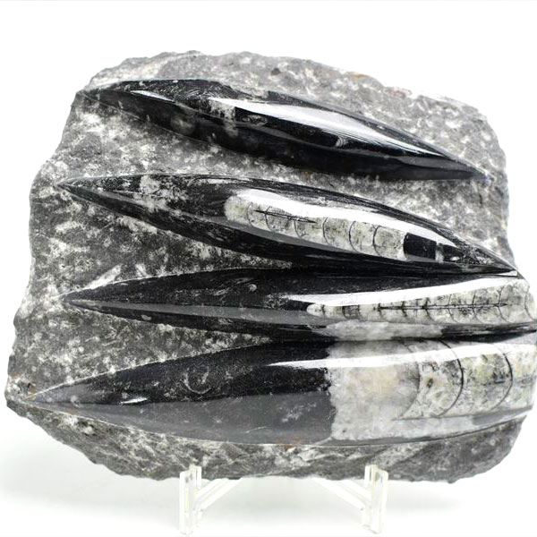 楽天市場】オルソセラス 直角貝 化石 プレート 簡易イーゼルスタンド