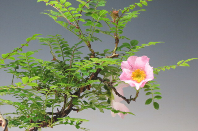 楽天市場】盆栽 箱根サンショウバラ 【北海道・沖縄・離島発送不可