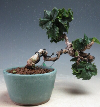 楽天市場】盆栽 蔦（花・ガーデン・DIY）の通販