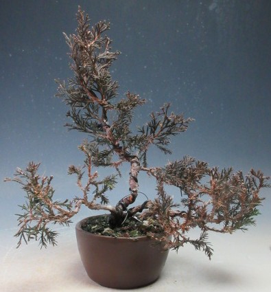 真柏(シンパク)」の人気商品一覧 | 安い商品を通販サイトから探す