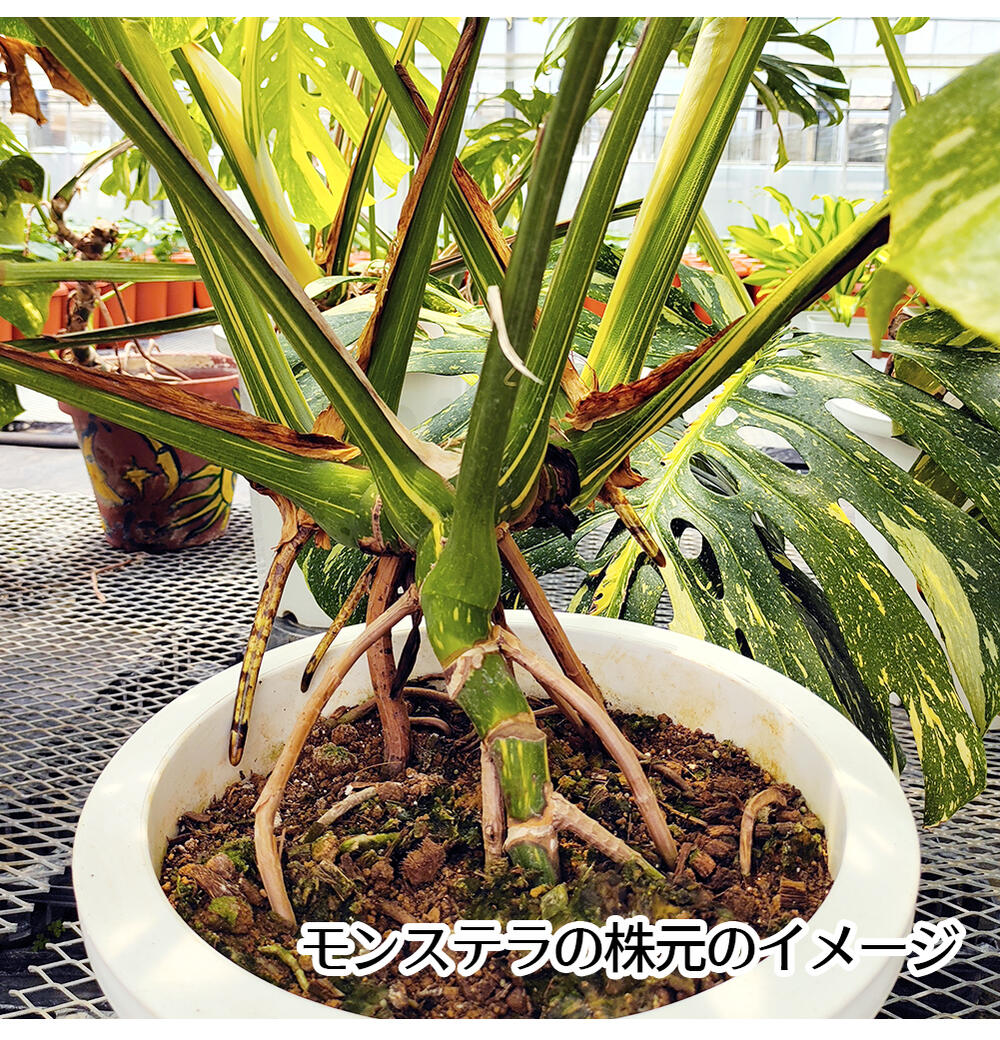 楽天市場】超レア 大型 植物 観葉植物 プレゼント ギフト 珍しい