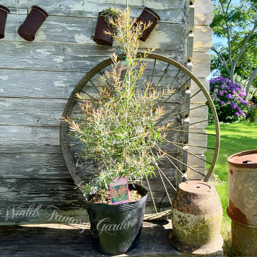 楽天市場】植木 メラルーカ レッドジェム 1鉢 5号【お届け中 地域限定