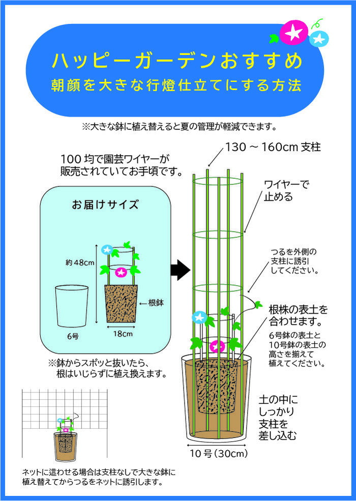 楽天市場】お中元 ギフト 花 朝顔 あさがお 曜白 朝顔 4種植え1鉢 8号
