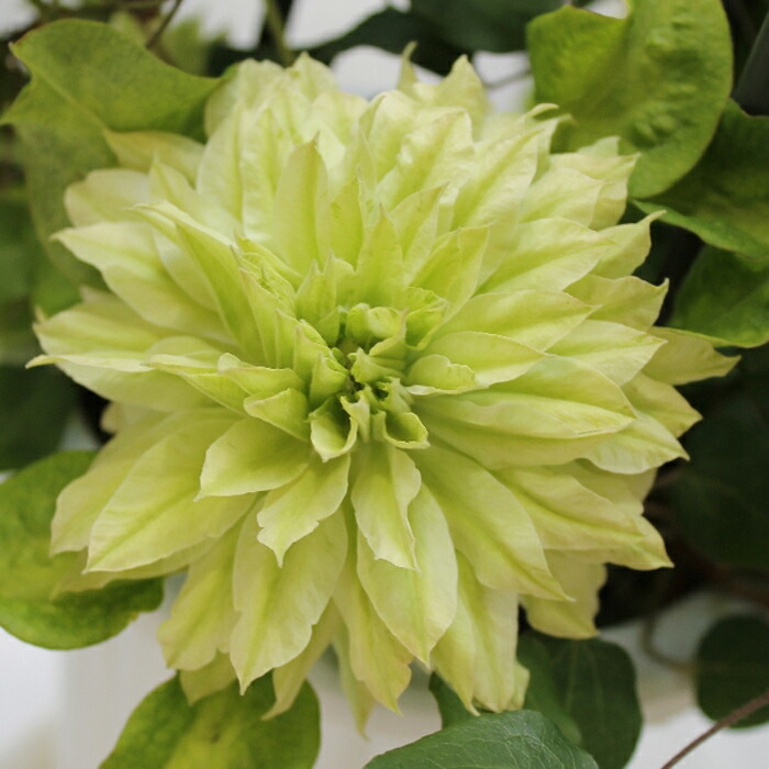 楽天市場】八重咲き クレマチス 千の風 行灯仕立て2年大株 4号 1鉢