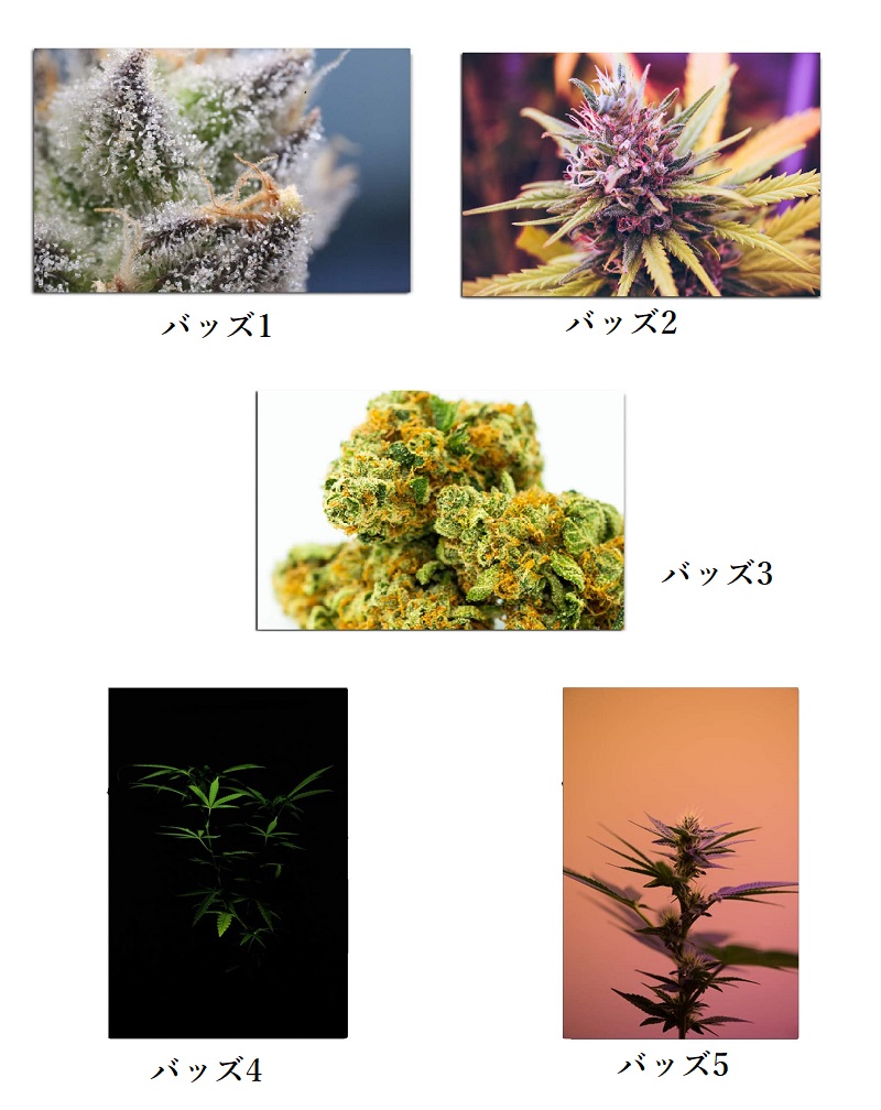 楽天市場】【マリファナ バッズ 420 カンナビス 麻 THC テトラヒドロ