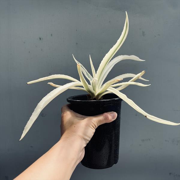 楽天市場】多肉植物：アガベ ミルキーホワイト*幅30cm 現品！一品