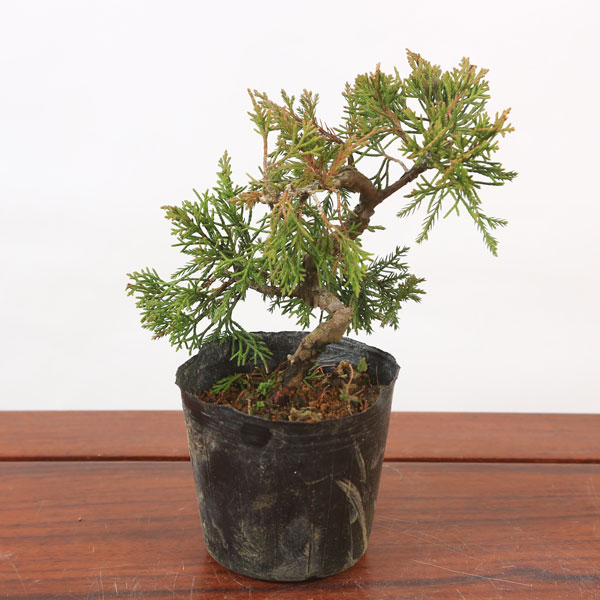 楽天市場】苗：糸魚川真柏（曲）*いといがわしんぱく シンパク : 遊恵