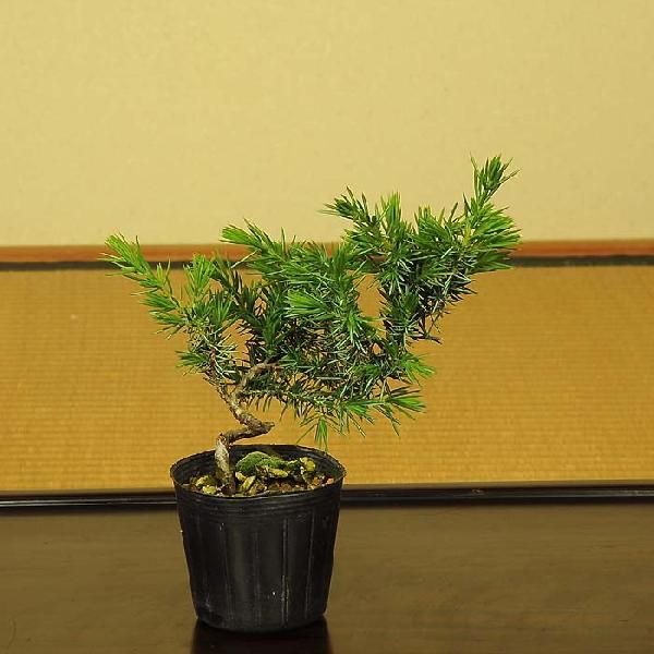 y-bonsai_g1730.jpg