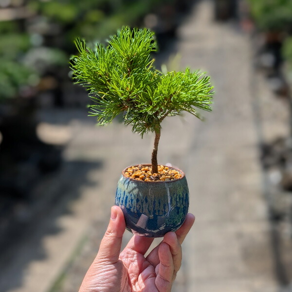 楽天市場】ミニ盆栽：実生五葉松*四国石鎚産（瀬戸焼青釉掛け丸深鉢