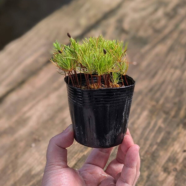 楽天市場】苗：赤松寄せ（赤ちゃん苗）*あかまつ アカマツ akamatsu