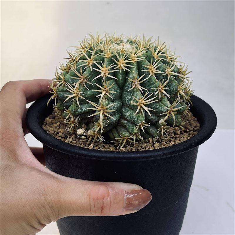 楽天市場】サボテン：エキノカクタス 鷲爪金鯱 実生*幅8.5cm 現品