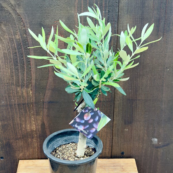 楽天市場】観葉植物 SOUJU（創樹）ブランド：オリーブの木*4号