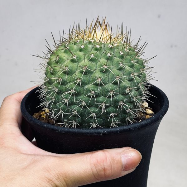 楽天市場】サボテン：コピアポア コルムナアルバ 孤竜丸（こりゅうまる