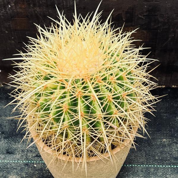 楽天市場】サボテン：エキノカクタス 金鯱錦*幅12cm 現品！一品限り