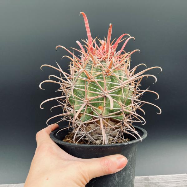 楽天市場】サボテン：フェロカクタス 柿崎氏刈穂玉×神仙玉*幅9cm