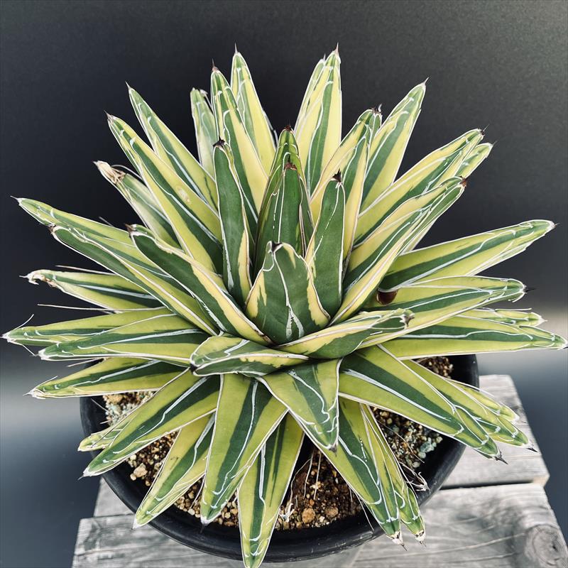 m*u様 45多肉植物アガベ 笹の雪丸叶氷山 変異錦 白中斑 鲜明錦 極上美