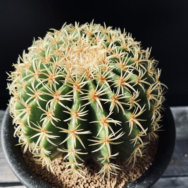 楽天市場】サボテン：エキノカクタス 短刺金鯱*幅12cm 現品！一品限り