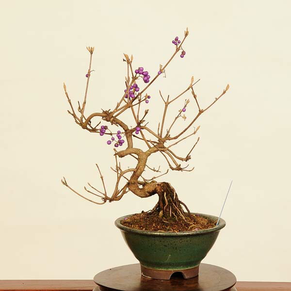 楽天市場】盆栽：小紫式部(こむらさきしきぶ)現品*ムラサキシキブ