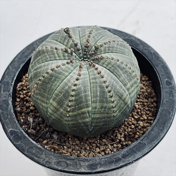 楽天市場】多肉植物：ユーフォルビア シンメトリカ*幅8cm 現品！一品