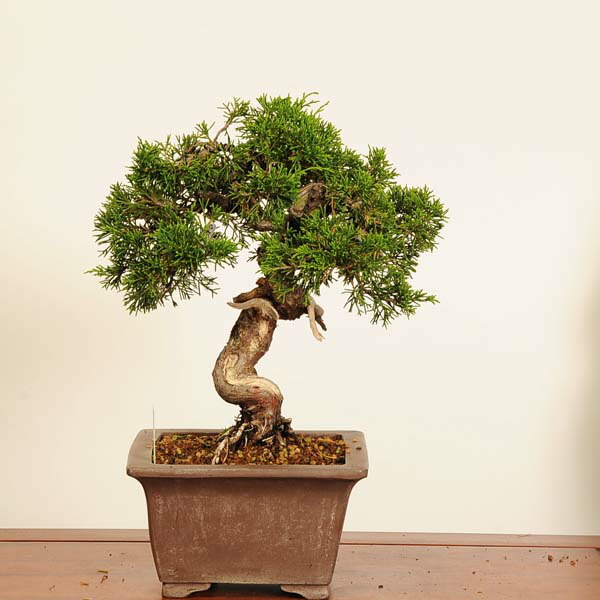 小品盆栽 真柏 盆栽 植木」の人気商品一覧 | 安い商品を通販サイトから