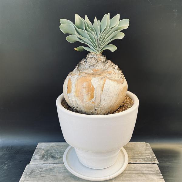 楽天市場】☆特価☆コーデックス：ブーファン ハエマンソイデス 発根済