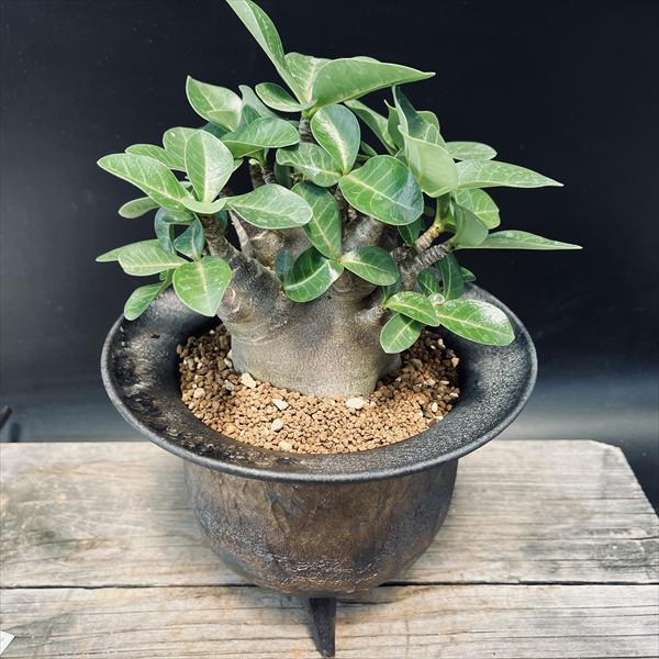 楽天市場】コーデックス：アデニウム アラビカム ドワーフ ショート