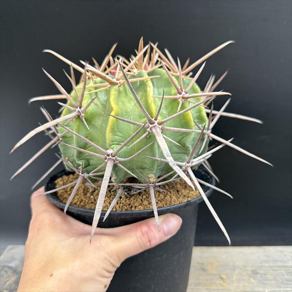 楽天市場】サボテン：ホマロケファラ 強刺綾波 実生*幅12cm 現品