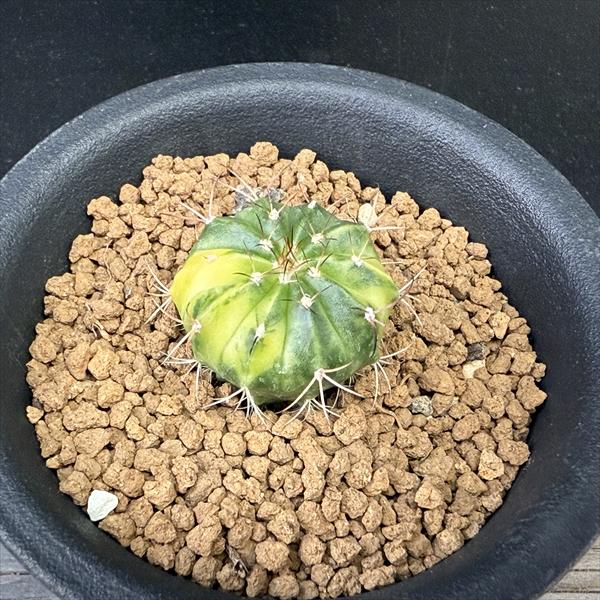 楽天市場】サボテン：メロカクタス 飛雲錦*幅2.7cm 現品！一品限り