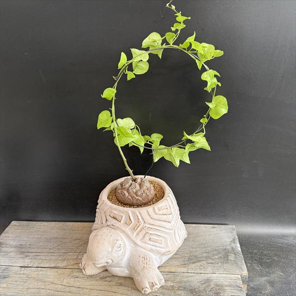 亀甲竜」の人気商品一覧 | 安い商品を通販サイトから探す - 価格.com