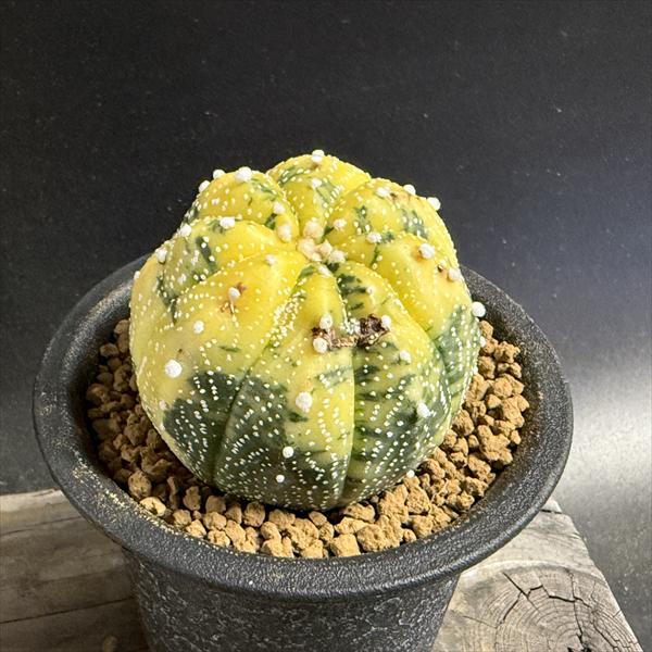 楽天市場】サボテン：アストロフィツム 瑠璃兜丸錦*幅5cm 現品！一品