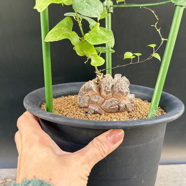 楽天市場】☆特価☆コーデックス：アフリカ亀甲竜*塊根幅7.5cm 現品