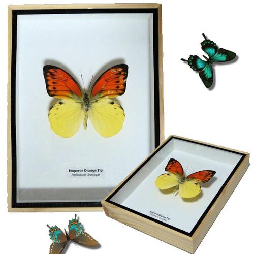 最終価格‼️【自然雑交種】デタニヒイロ×ヒイロツマベニチョウ♂♂標本