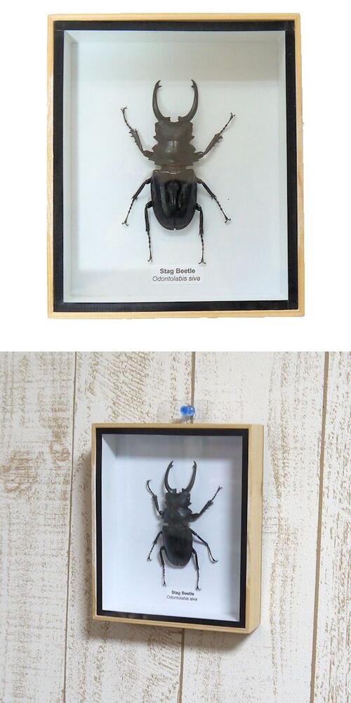 楽天市場】【宅配便送料無料】昆虫の標本 オニツヤクワガタ