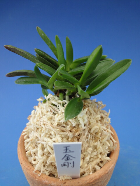 楽天市場】【富貴蘭】玉金剛（たまこんごう）3条/ 花 蘭 古典植物