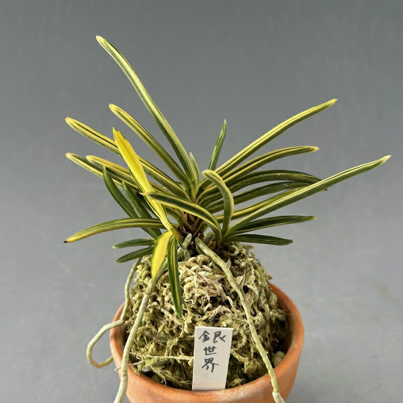 楽天市場】富貴蘭 富貴殿の通販