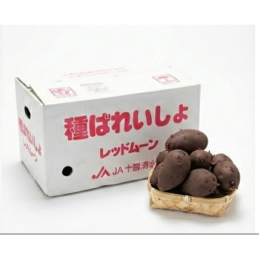 楽天市場】【令和7年産 馬鈴薯種子】じゃがいも種子 レッドムーン芋